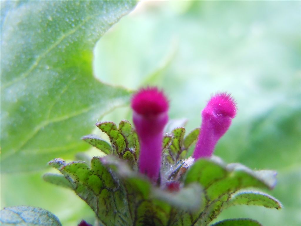 Pianta piumino - Lamium amplexicaule